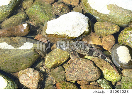渓流域に棲む美味な魚・カジカ 85002028