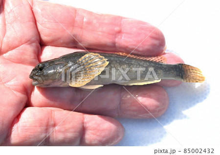 カジカ カジカ 85002432