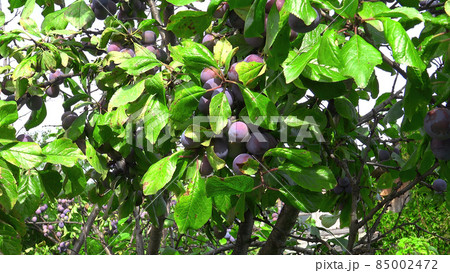 Footage of ripen plums hanging on the tree 85002472