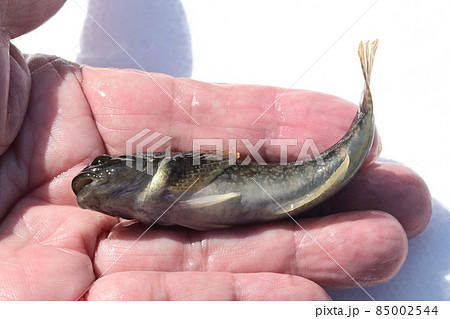 カジカ カジカ 85002544