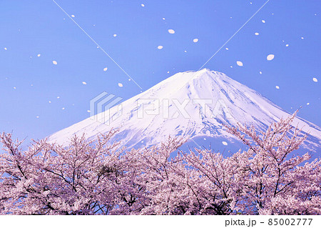 富士山と春の桜吹雪 富士山と春の桜吹雪 85002777