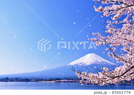 富士山と春の桜吹雪 85002779
