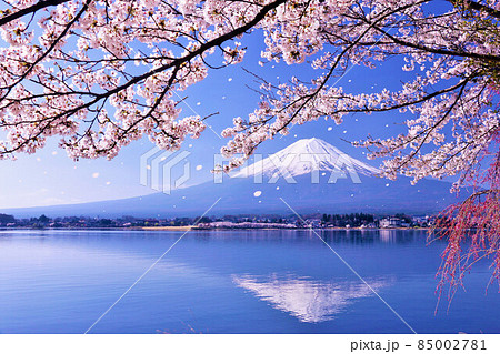 富士山と春の桜吹雪 85002781