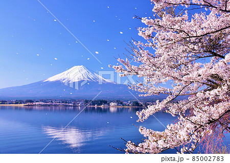 富士山と春の桜吹雪 85002783