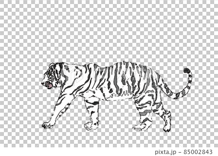 白虎橫色大橫 白虎橫色大橫 85002843