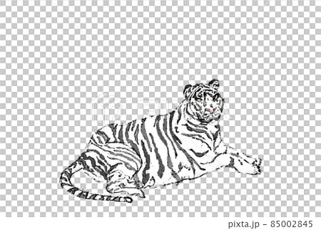 White tiger sitting color large horizontal 85002845