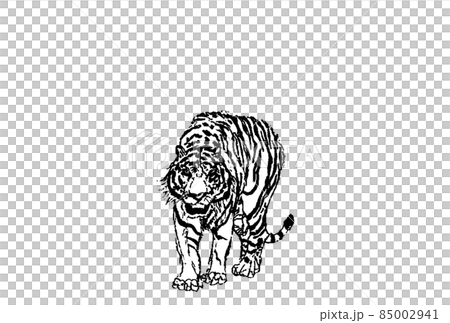 White tiger front vector monochrome large horizontal 85002941