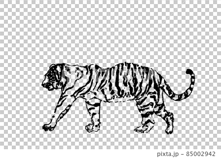 White tiger horizontal vector monochrome large horizontal 85002942