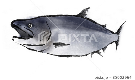 墨で描いた鮭 サケ のイラスト素材
