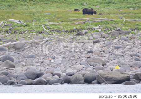 野生のヒグマ〜母グマと子熊(知床半島 西岸/北海道) 野生のヒグマ〜母グマと子熊(知床半島 西岸/北海道) 85002990