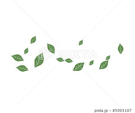 Mint leaf vector Mint leaf vector 85003107