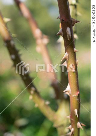 バラの棘 85003308