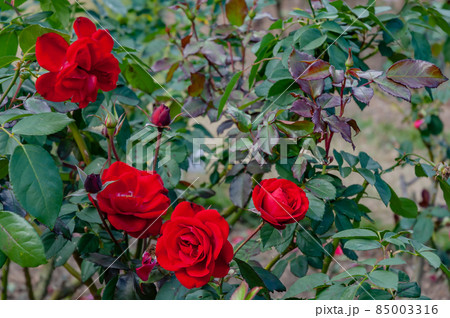 赤いバラ 85003316