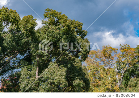 庭園の樹木 85003604