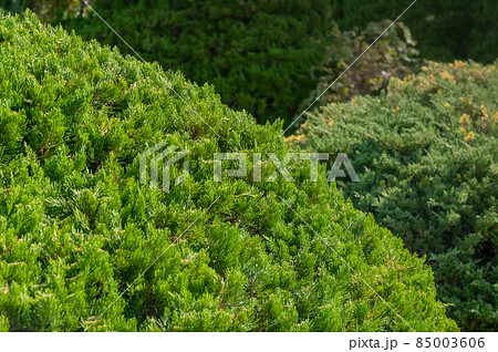 庭園の樹木 85003606