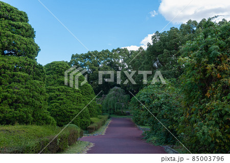 公園の木々と道 85003796