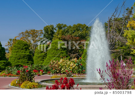 庭園の樹木と噴水 85003798