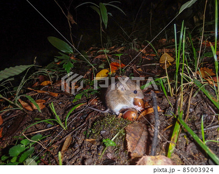 アカネズミ 85003924