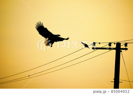 オジロワシとカラスのシルエット 85004052