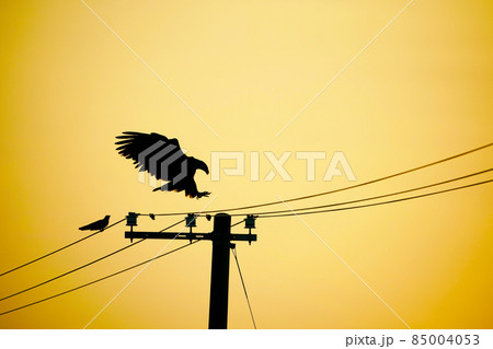 オジロワシとカラスのシルエット 85004053
