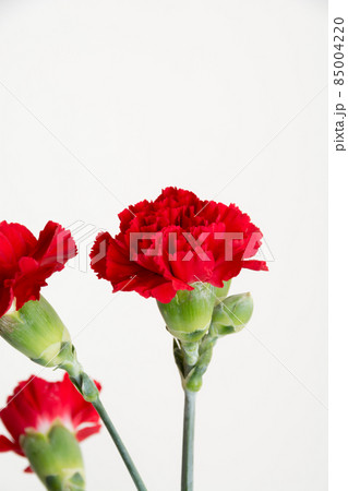 白背景の赤いカーネーション 白背景の赤いカーネーション 85004220