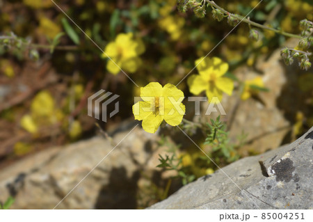 Common rockrose Common rockrose 85004251