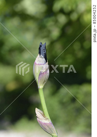 Tall bearded iris Before The Storm Tall bearded iris Before The Storm 85004252