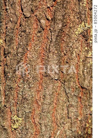 Golden rain tree 85004272