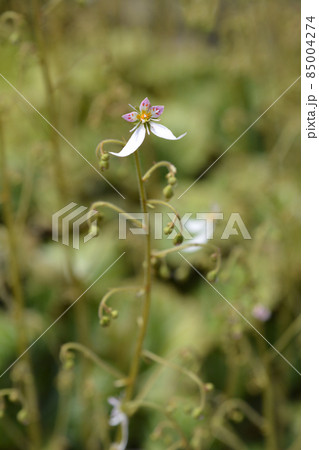Creeping saxifrage Creeping saxifrage 85004274