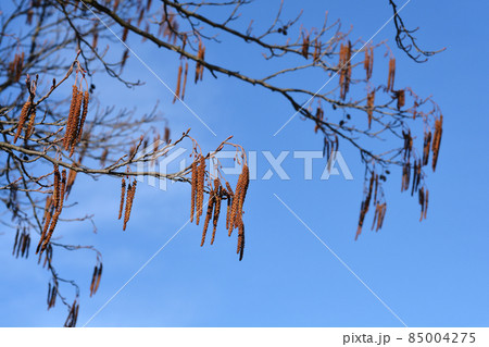 European black alder European black alder 85004275