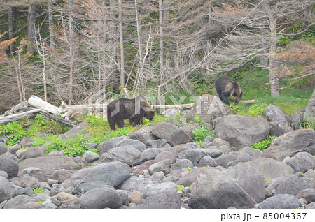 野生のヒグマ 2頭（知床半島 西岸／北海道） 85004367