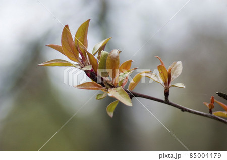 Spring inflorescence on leafy trees and green sprout. Spring inflorescence on leafy trees and green sprout. 85004479
