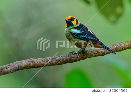 アマゾンなど熱帯アメリカの森に住むオレンジと翡翠色が美しい小鳥アカガオフウキンチョウ 85004565
