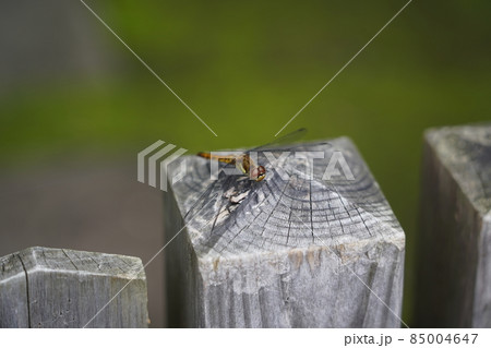 とんぼ とんぼ 85004647