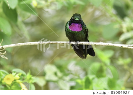 南アメリカのアンデスの森に住む喉のピンクが鮮やかで美しい天使のようなハチドリ 85004927