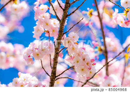 千曲川桜堤の八重桜アップ【長野県】 千曲川桜堤の八重桜アップ【長野県】 85004968