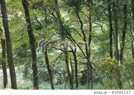 山林 山林 85005137