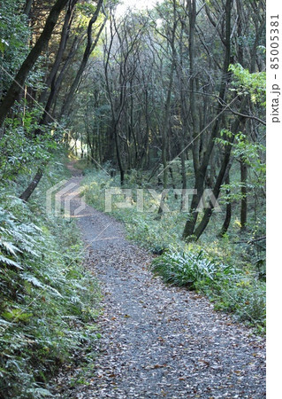 薄暗い山道 85005381