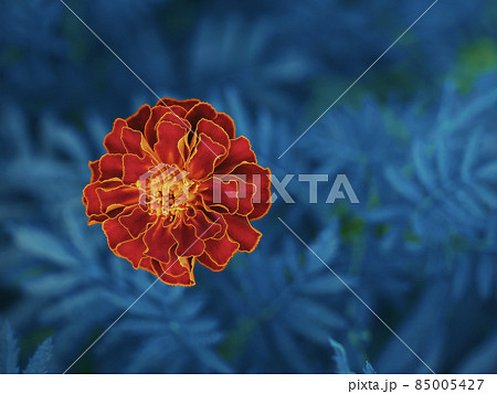 One large marigold flower, close-up shot, top view. 85005427