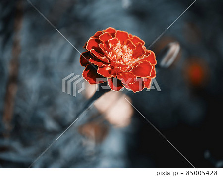 Marigold flower on a blurry background, macro photo. 85005428