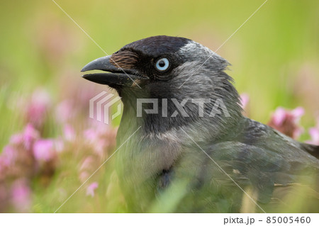 Detail of western jackdaw staring in blossom flowers Detail of western jackdaw staring in blossom flowers 85005460