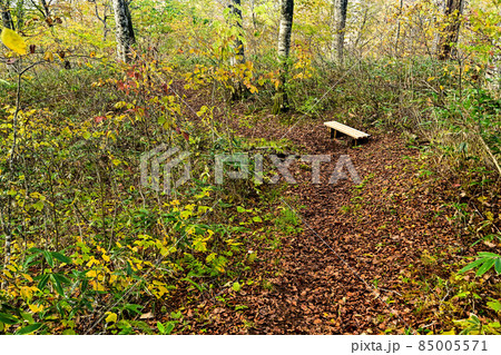 籾糠山の紅葉 85005571