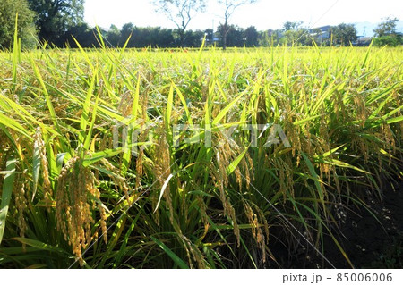 稲作と環境問題　農薬　ネオニコチノイド　素材　背景 85006006