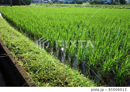 稲作と環境問題　農薬　ネオニコチノイド　素材　背景 85006013