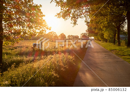 Cows on pasture in sunrise autumn light 85006132