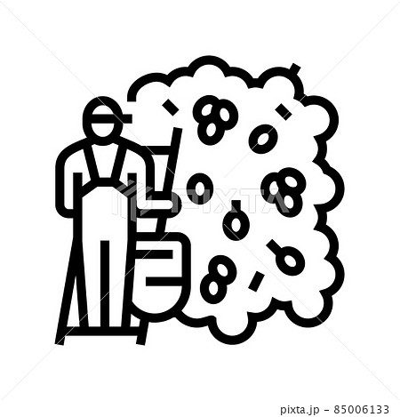 harvesting manual olive berries line icon vector illustration harvesting manual olive berries line icon vector illustration 85006133