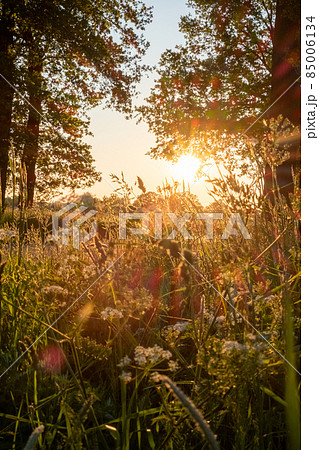 Cows on pasture in sunrise autumn light Cows on pasture in sunrise autumn light 85006134