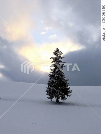 北海道『丘のまち美瑛』クリスマスツリーの木 北海道『丘のまち美瑛』クリスマスツリーの木 85006260