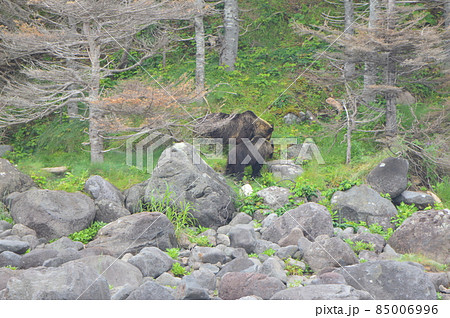 野生のヒグマ 2頭（知床半島 西岸／北海道 85006996