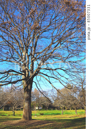 冬の公園の大きなシンボルツリー 冬の公園の大きなシンボルツリー 85007331